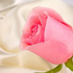 Meet your Posher, Asmaa